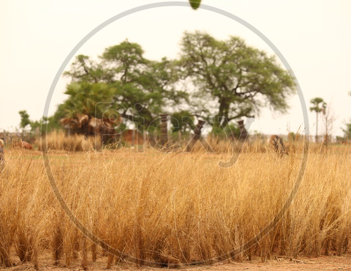 Dry grass in an open area