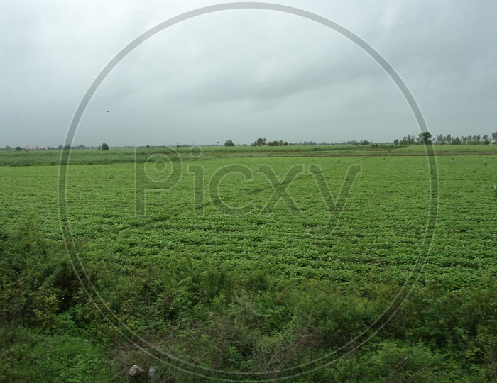 Landscape view of Agriculture fields in Kerala