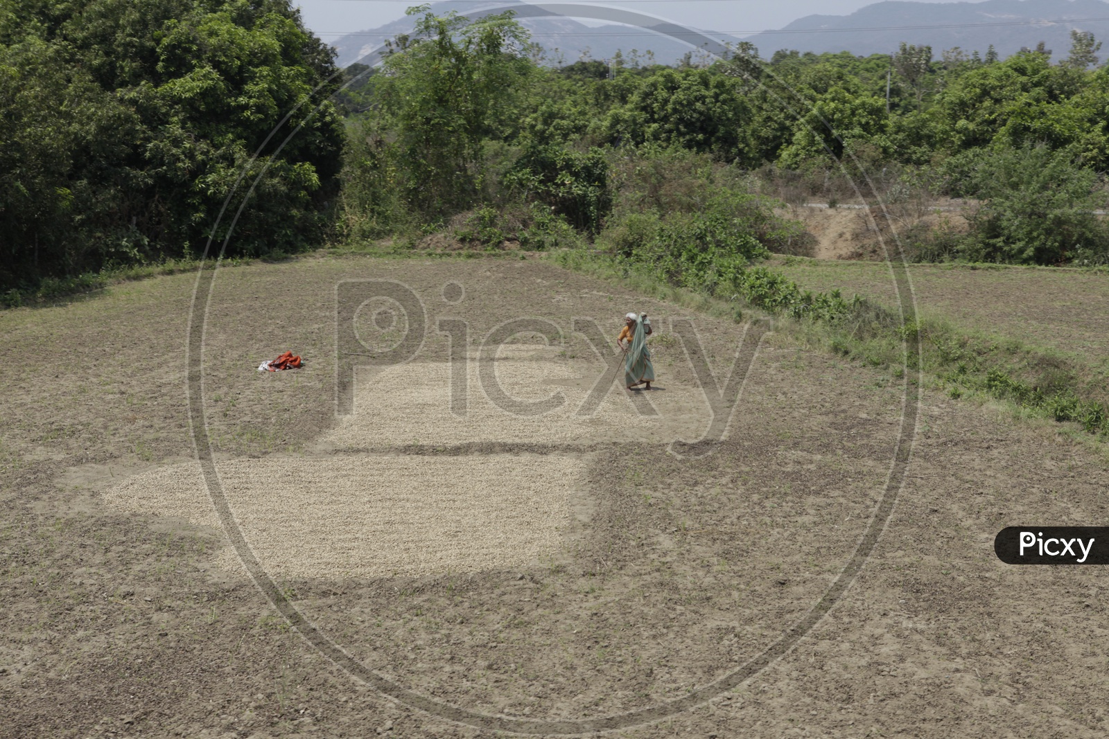old women working in agriculture field