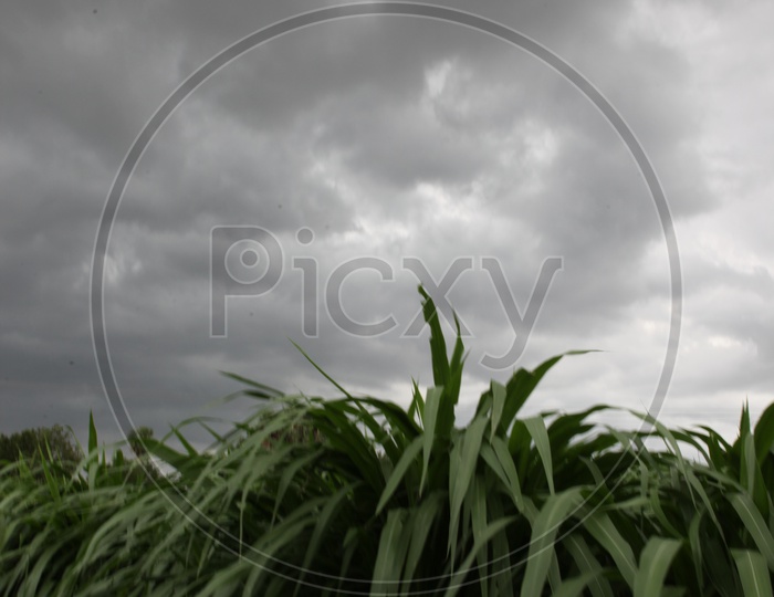 Sugar cane plantation on a cloudy day