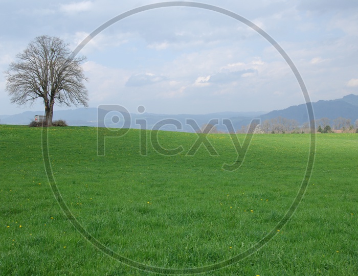 Landscape of a Green meadow with willow tree in the middle