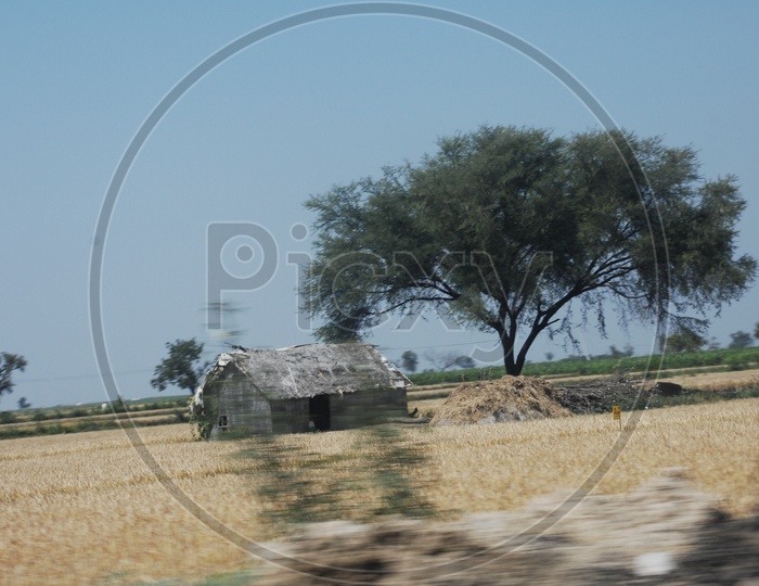 Thatched Hut In a Paddy Field