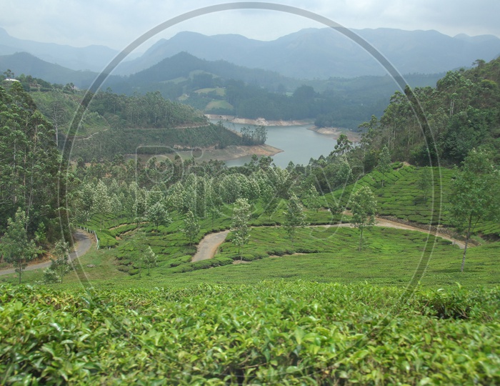 Tea Plantation Mountains of Kerala with lake