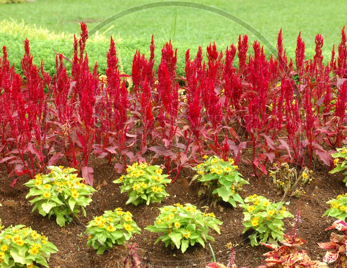 Garden borders in red and yellow colors