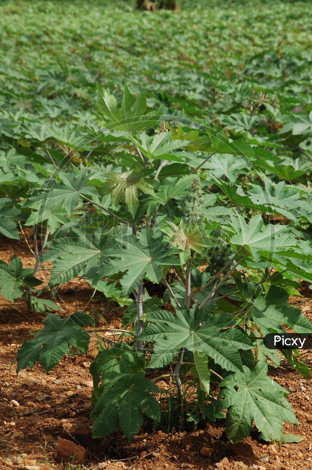 Elephant Foot Yam Or Greater Yam Plants in A Farm