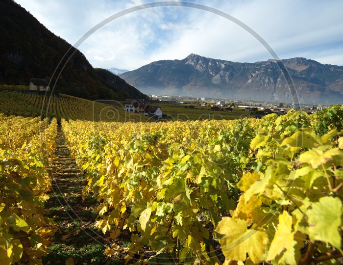 Grape Yards Or Wine Yards In Swiss Alps