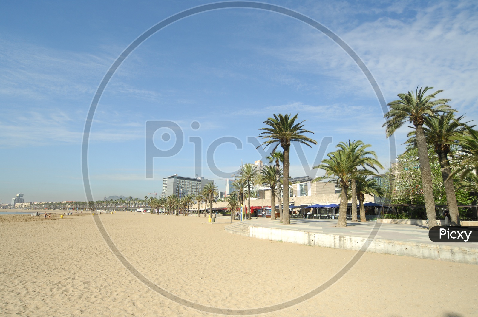 Palm trees near the Beach shore