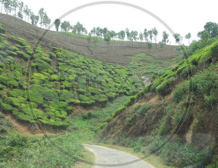 Tea Plantation Mountains of Kerala with roadways