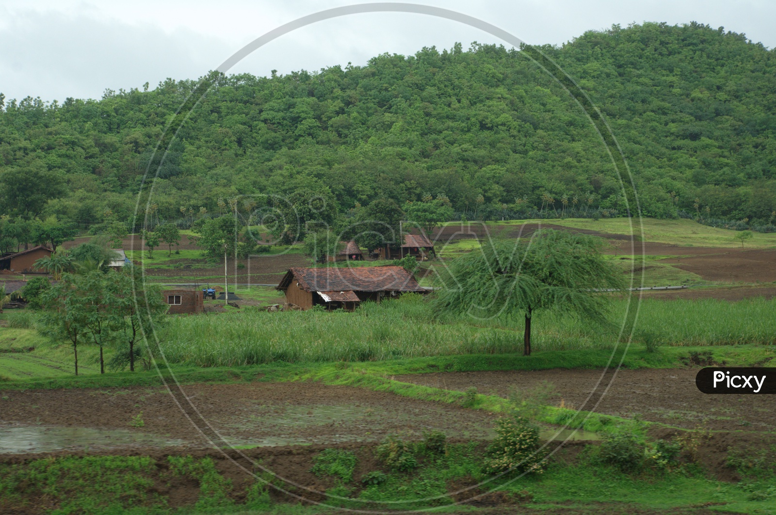 Landscape view of agriculture fields in Kerala with old houses