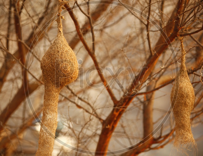 Bird nests on a tree