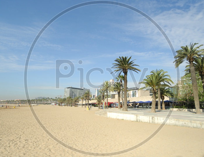 Palm trees near the Beach shore