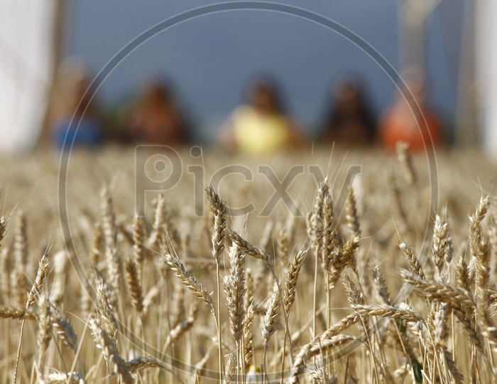 Triticale, Wheat