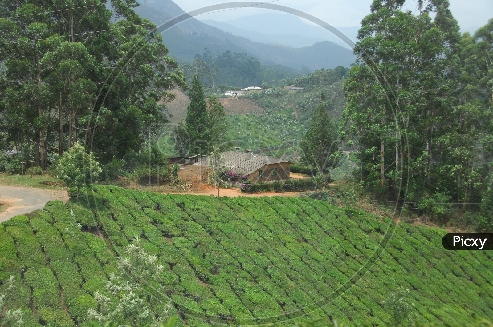 Tea Plantation Mountains of Kerala with house