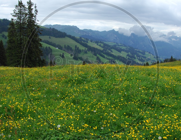 Idyllic landscape of the Swiss Alps with fresh green meadows and blooming flowers