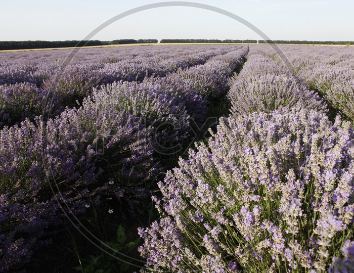 Lavender flower fields