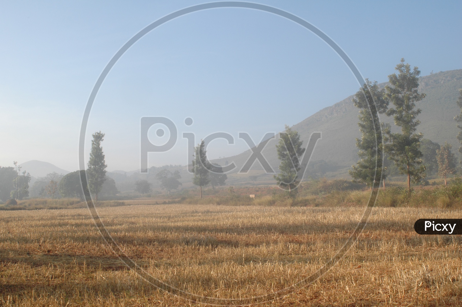Harvested fields in the Araku Valley
