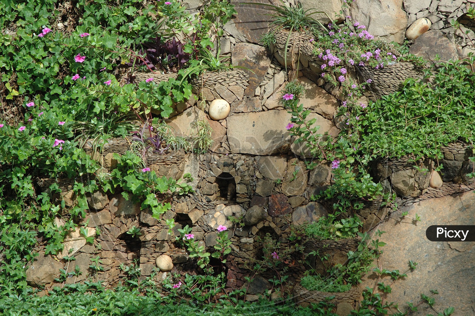 Stone wall with plants