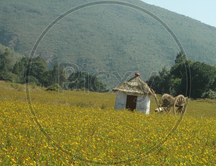 Thatched hut and bullock cart in the fields of Araku valley