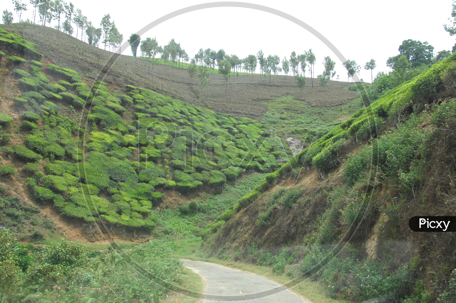 Tea Plantation Mountains of Kerala with roadways