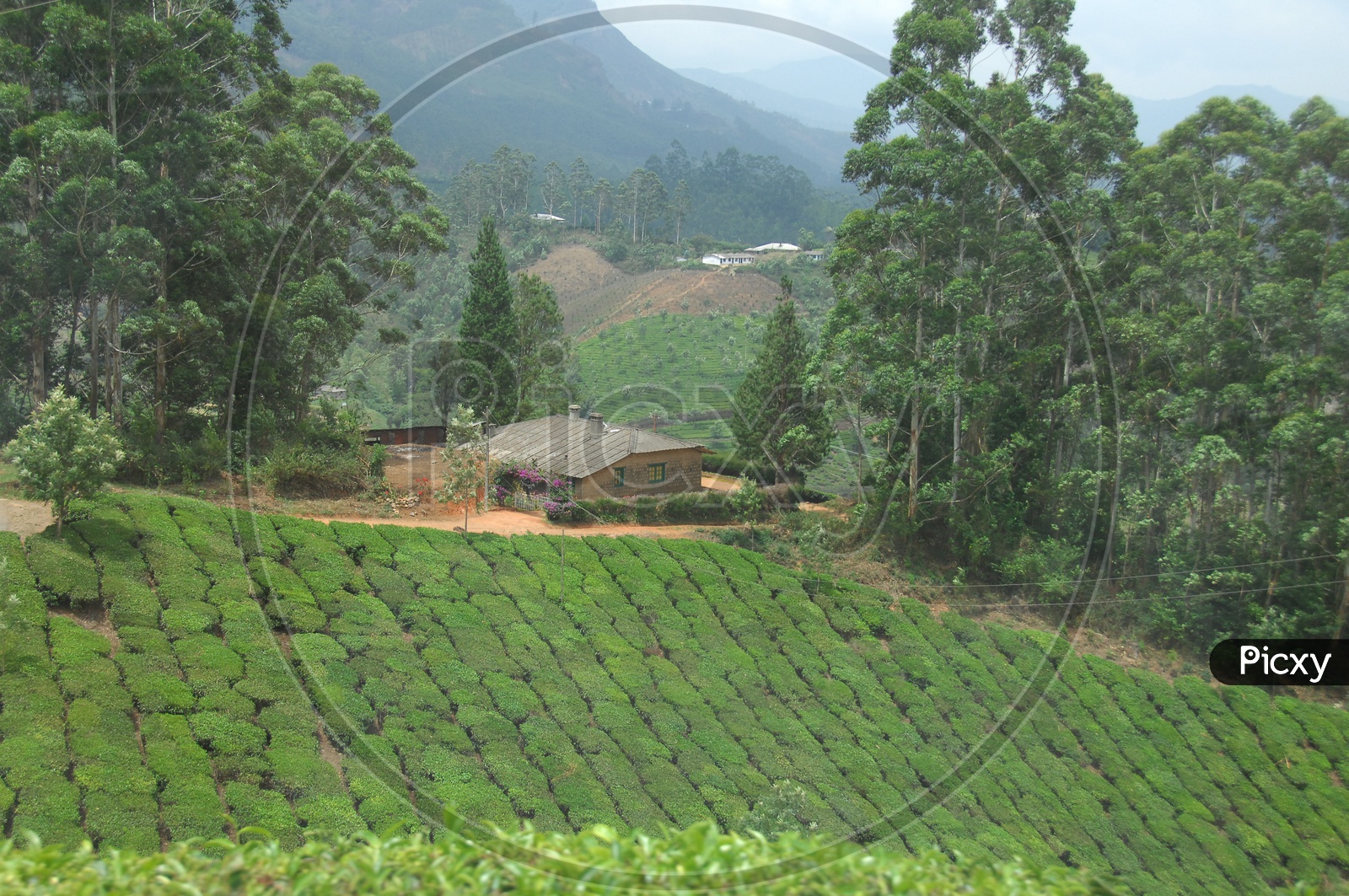 Tea Plantation Mountains of Kerala with house