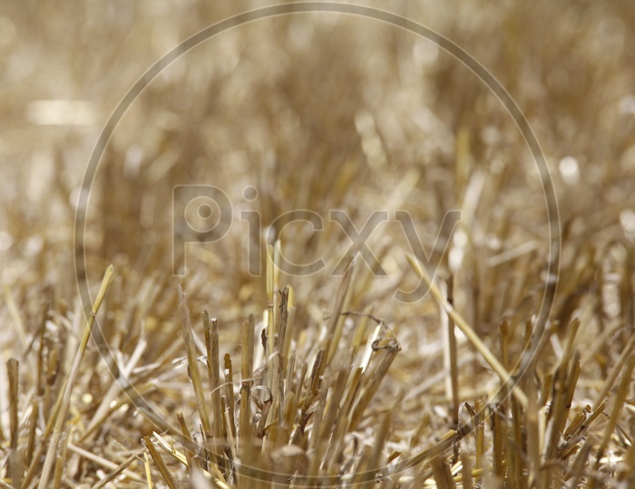 Dry grass