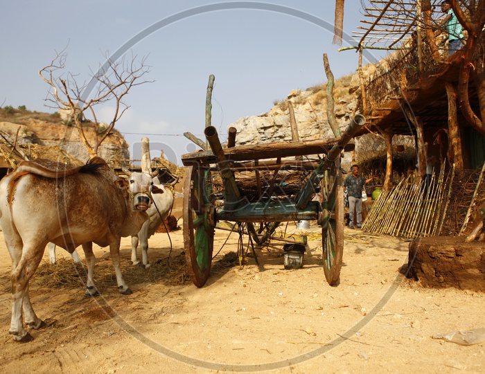 Bullock cart in a village