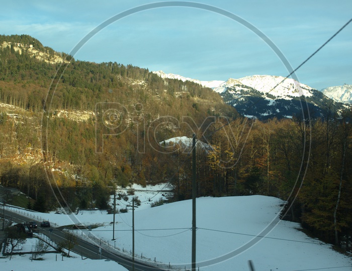 Swiss Alps With Pine Tress