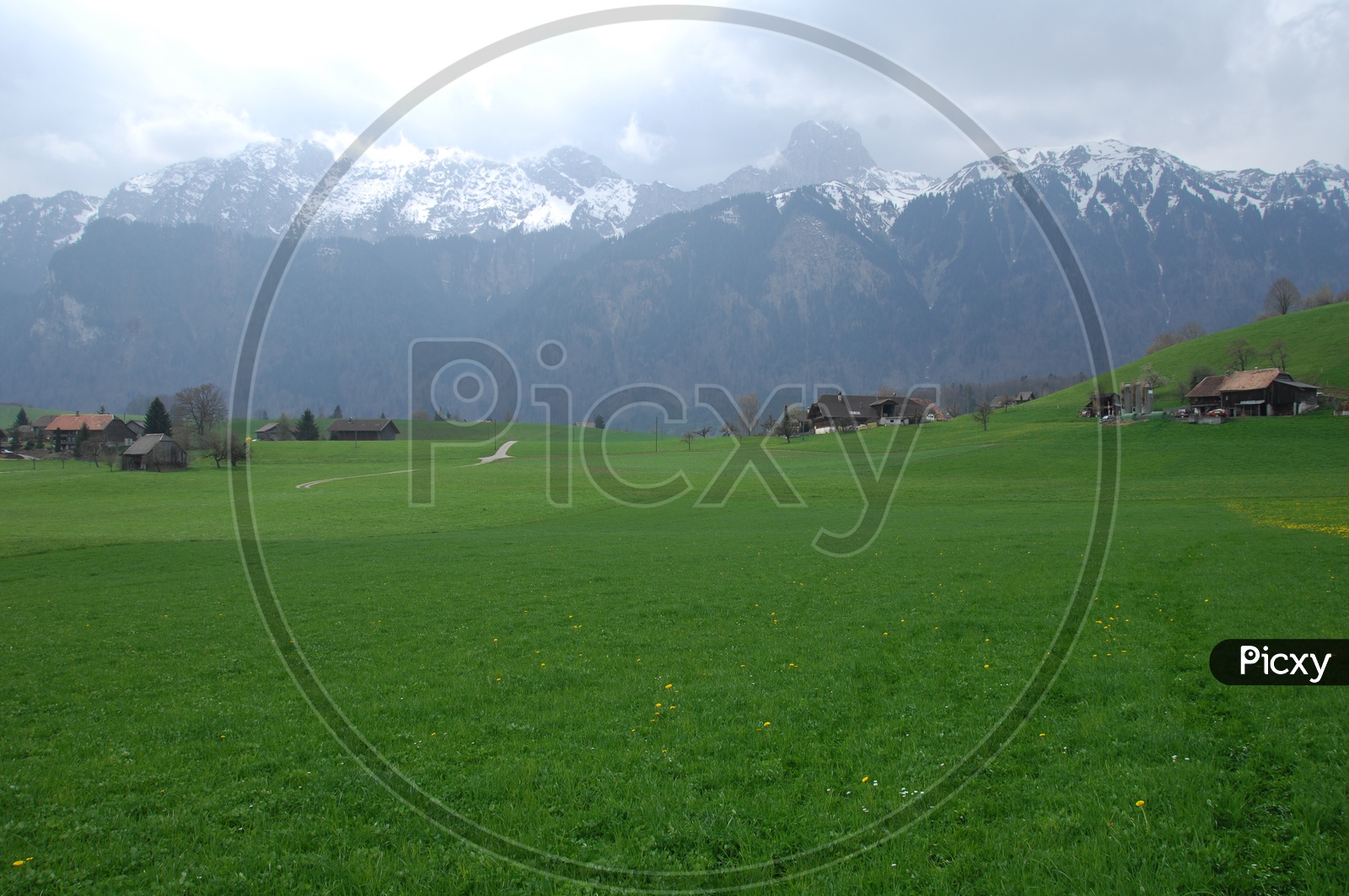 Green Meadows alongside the Swiss Alps