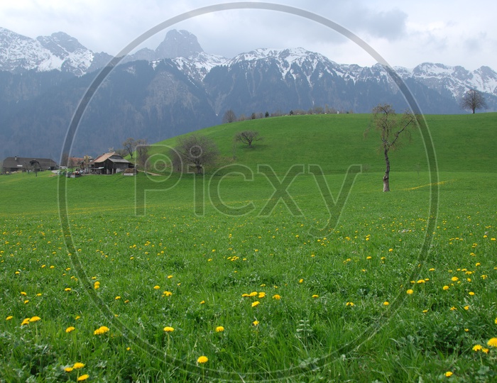 Idyllic landscape of the Swiss Alps with fresh green meadows and blooming flowers