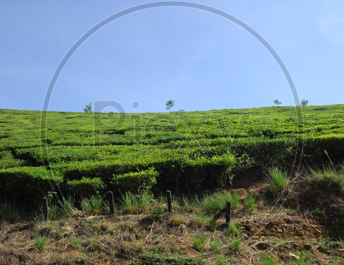 Tea plant fields in Kerala