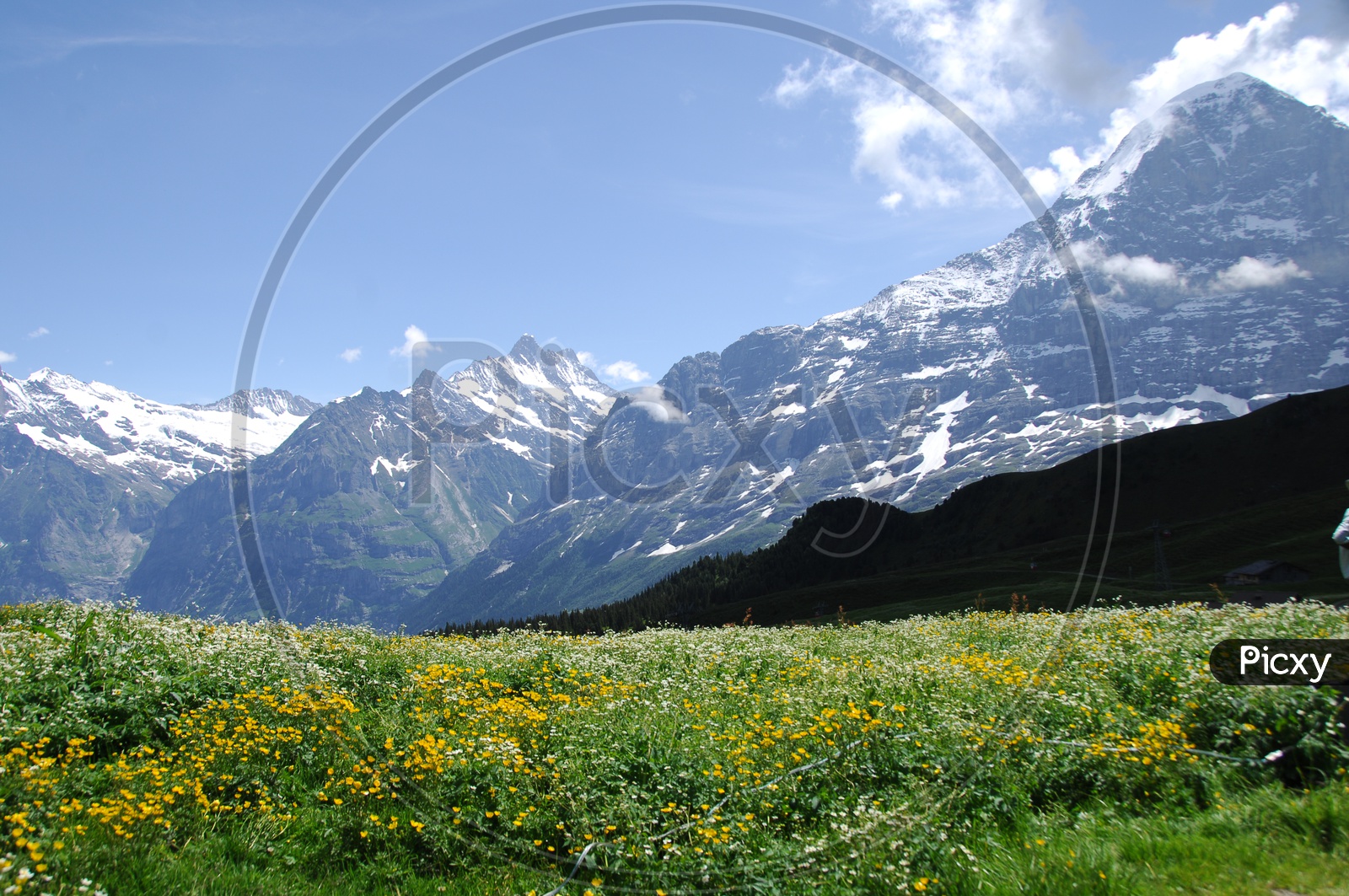 Swiss alps with flowers in foreground