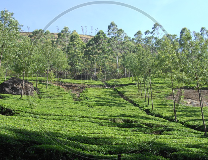Mountains with tea plants in Kerala