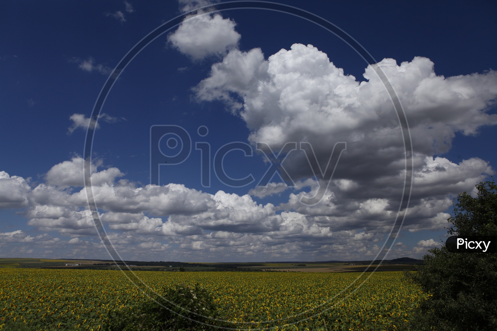 Sunflower fields with clouded sky
