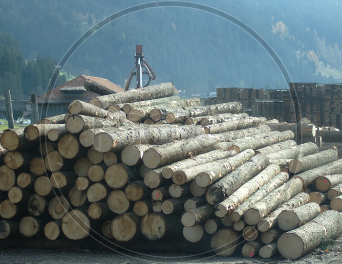 Wood Logs In Timber Depot