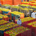Fruit Markets
