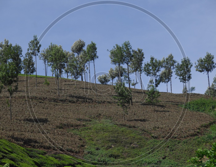 Dried tea plantations