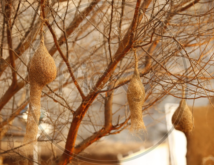 Hanging bird nests on a tree