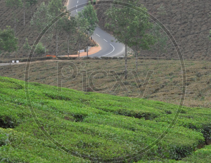 Roads With Curves in Munnar
