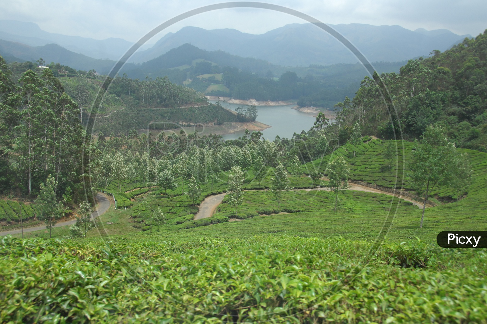Tea Plantation Mountains of Kerala with lake