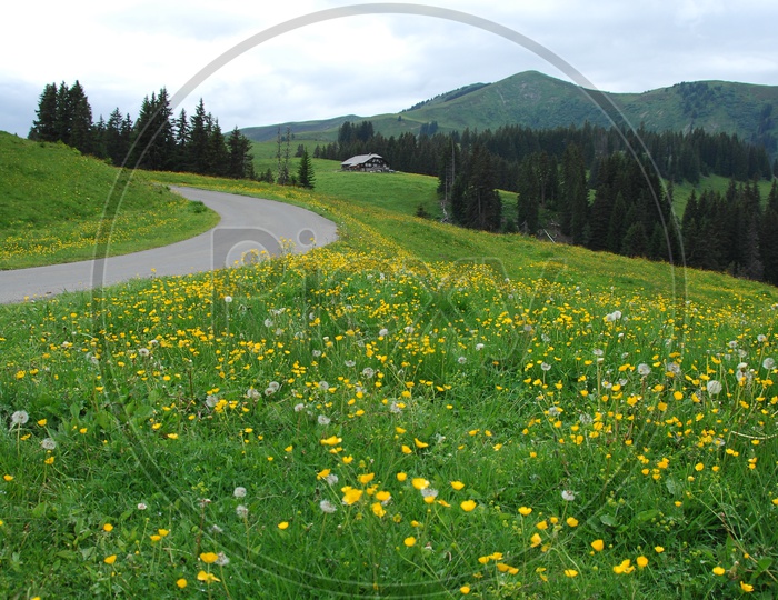 Road curve alongside the blooming flowers with Swiss Alps in background