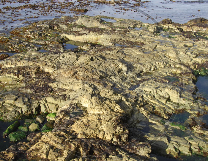 Rocks with Moss along the seashore