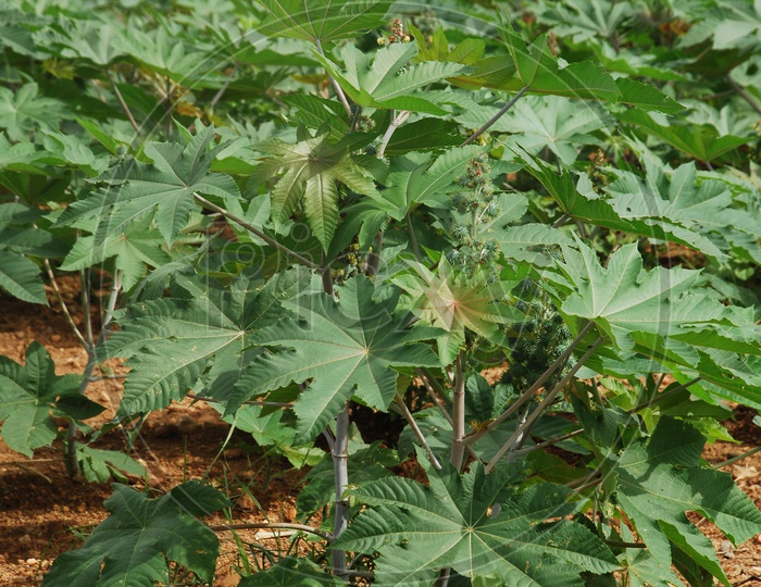 Elephant Foot Yam Or Greater Yam Plants in A Farm