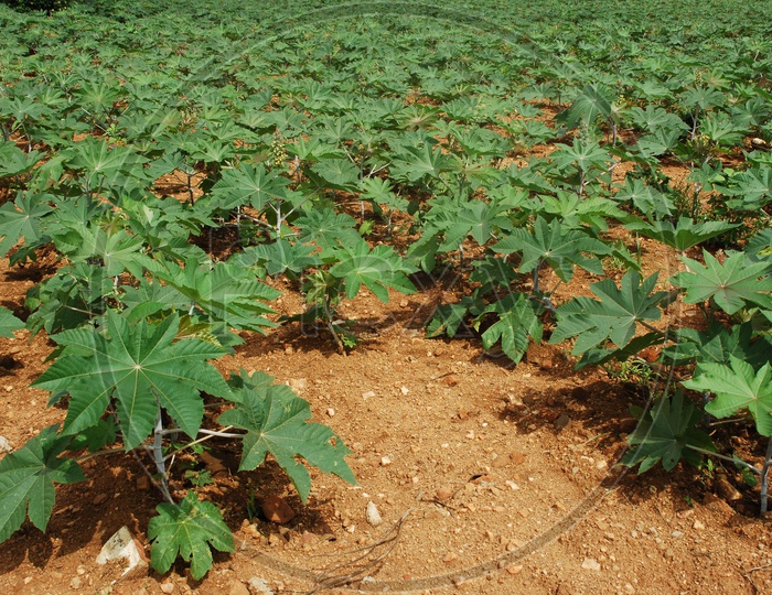 Elephant Foot Yam Or Greater Yam Plants in Farm
