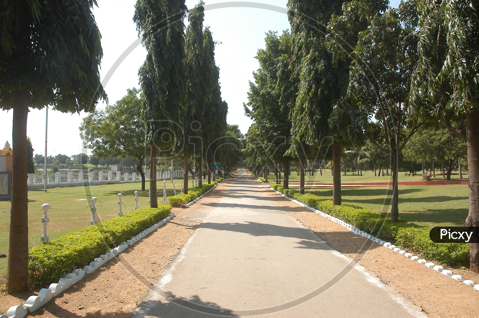 Pathway covered with trees