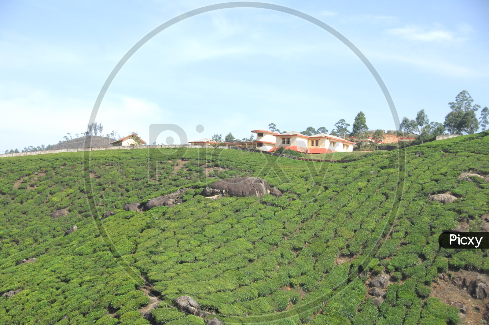 Landscape of tea plants in Kerala