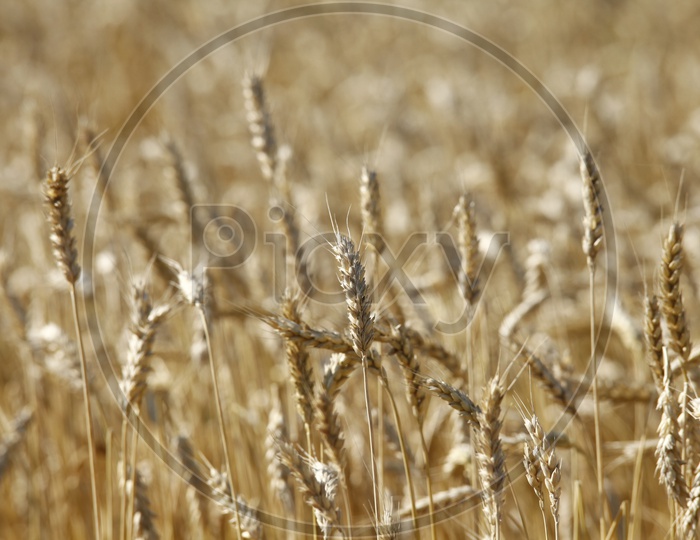 Triticale , Wheat