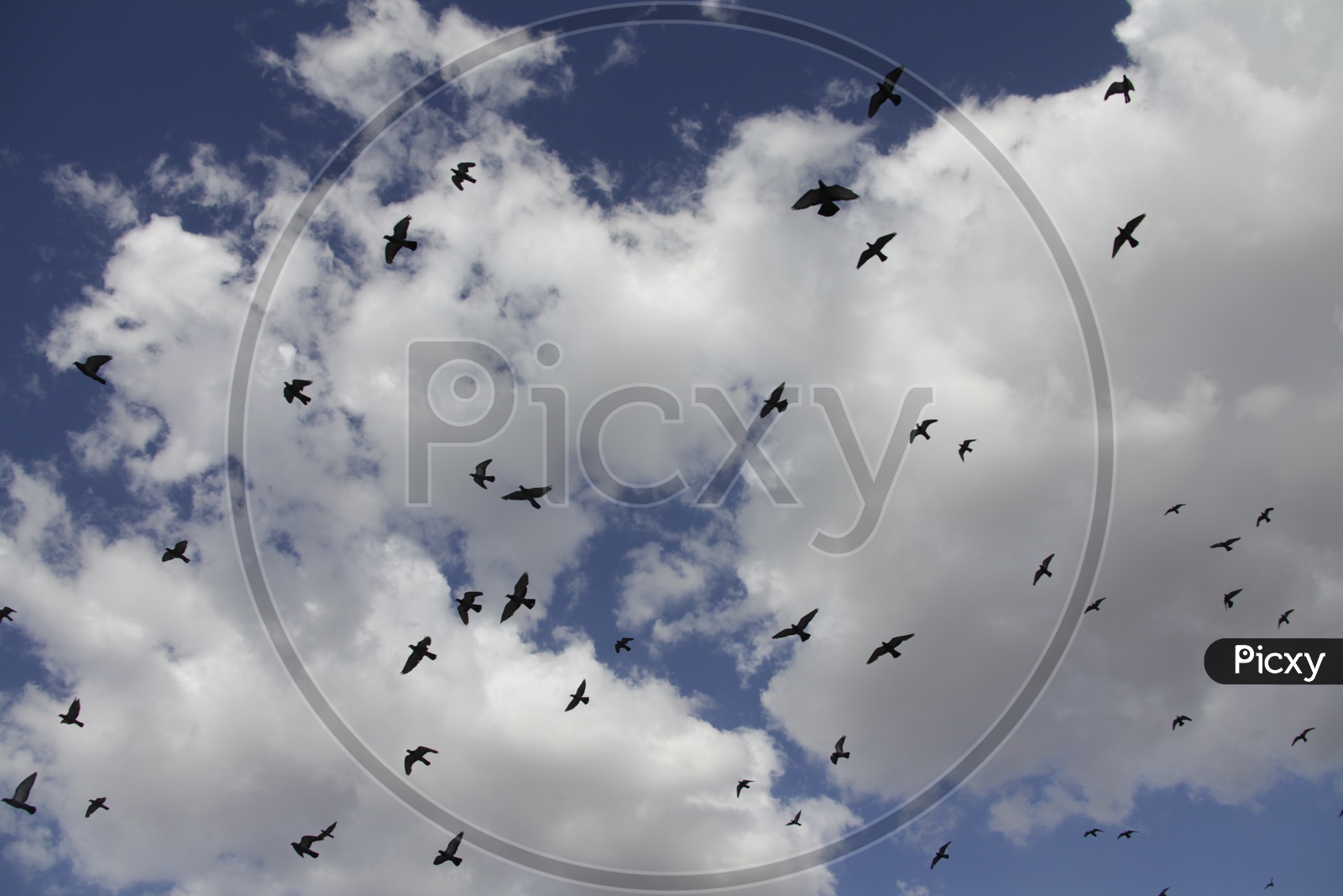 Pigeon birds flying in sky