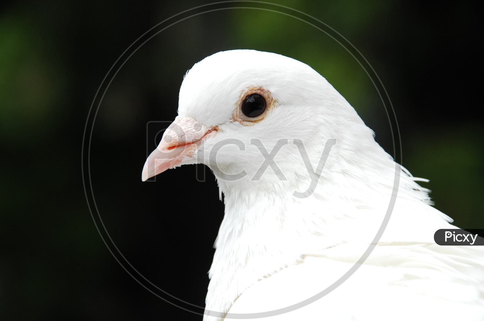 Image of A Dove's eyeQA900705Picxy
