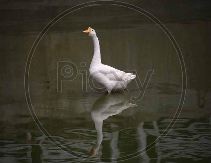 Goose  in water