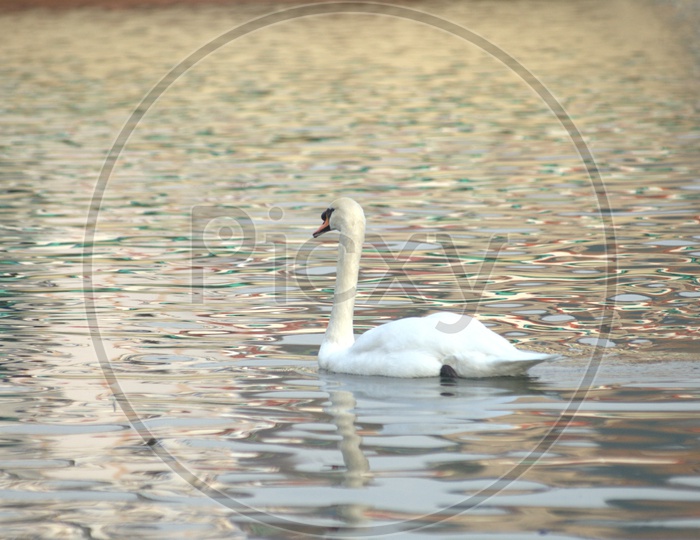 A Tundra Swan moving along on the water